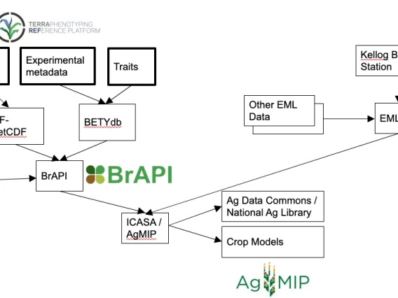 ARDN diagram