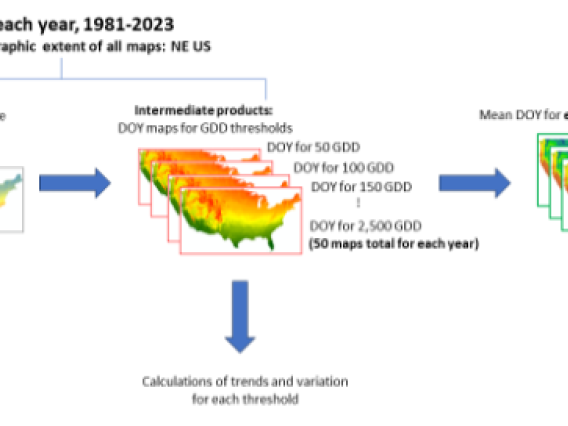 A conceptual graphic of the proposed data analysis pipeline.  Each step is represented by a stack of maps of the continental US.  The top reads: "For each year, 1981-2023; geographic extent of all maps: NE US".  Then, from left to right: "Inputs: Daily mean temperature (source: PRISM)", "Intermediat products: DOY maps for GDD thresholds", "Output: Mean DOY for each threshold, 1991-2020".  Pointing downward from the intermediate products is an arrow labeled "Calculation of trends and variation for each thres