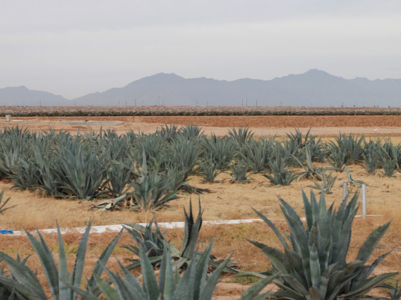 Agave americana field trial in Maricopa Agricultural Center
