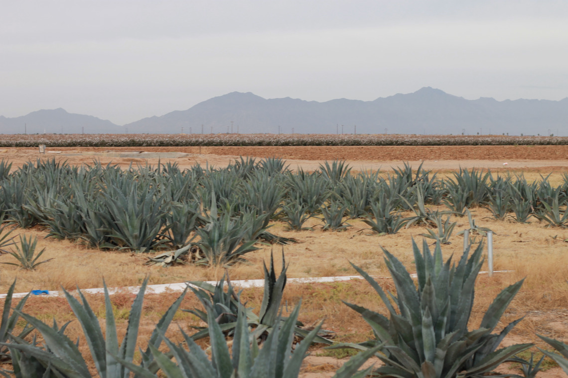 Agave americana field trial in Maricopa Agricultural Center