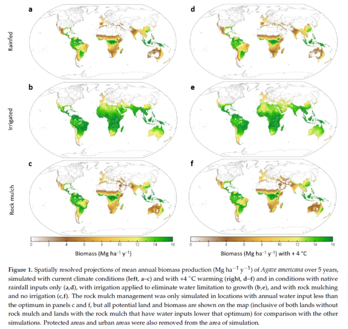 figure 1: maps of potential agave yield under current and future climates, and under different water management scenarios