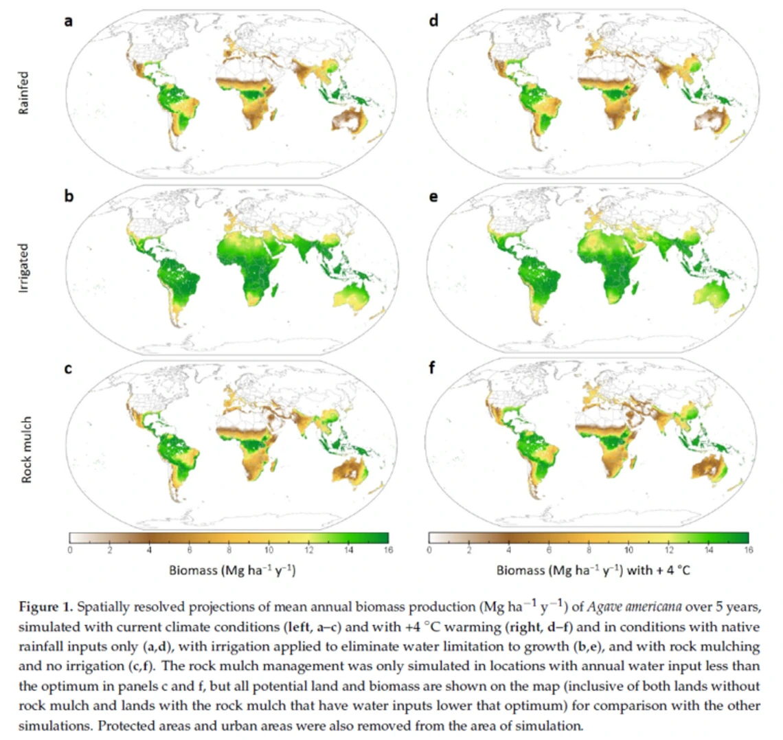 figure 1: maps of potential agave yield under current and future climates, and under different water management scenarios